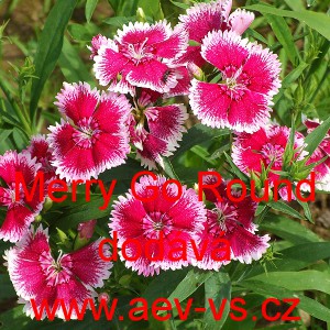 Hvozd&iacute;k č&iacute;nsk&yacute; Merry Go Round