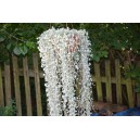 Dichondra stř&iacute;brn&aacute;, stř&iacute;brn&yacute; vodop&aacute;d Silberregen