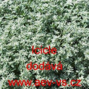 Pry&scaron;ec vrouben&yacute; Icicle