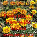 &Uacute;borovka z&aacute;řiv&aacute;, gaz&aacute;nie pevn&aacute; Frosty Kiss F1 Flamme Mix