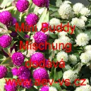 Pestrovka kulovit&aacute;, věkostr&aacute;z Mini Buddy Mischung