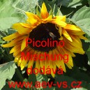 Slunečnice slab&aacute; Picolino Mischung
