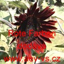 Slunečnice ročn&iacute; Rote Farben