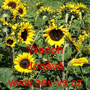 Slunečnice ročn&iacute; Waooh