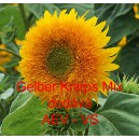 Slunečnice ročn&iacute; Gelber Knirps Mix