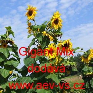 Slunečnice ročn&iacute; Gigant Mix