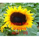 Slunečnice ročn&iacute; Helios Mix