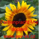 Slunečnice ročn&iacute; Farbenpracht Mix