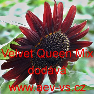 Slunečnice ročn&iacute; Velvet Queen Mix