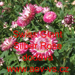 Smil listenat&yacute;, slaměnka Swiss Giant Silber Rose