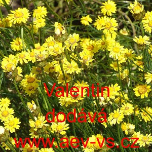 Smil &scaron;&iacute;dlolist&yacute;, slaměnka Valentin