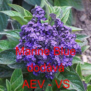 Otočn&iacute;k stromovit&yacute;, vanilka Marine Blue