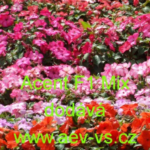 Net&yacute;kavka tureck&aacute;, sult&aacute;nsk&aacute;, ančička, sult&aacute;nka nebo i piln&aacute; l&iacute;zinka Accent F1 Mix 