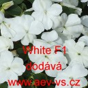 Net&yacute;kavka tureck&aacute;, sult&aacute;nsk&aacute;, ančička, sult&aacute;nka nebo i piln&aacute; l&iacute;zinka White F1