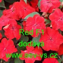 Net&yacute;kavka tureck&aacute;, sult&aacute;nsk&aacute;, ančička, sult&aacute;nka nebo i piln&aacute; l&iacute;zinka Red F1