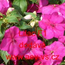 Net&yacute;kavka tureck&aacute;, sult&aacute;nsk&aacute;, ančička, sult&aacute;nka nebo i piln&aacute; l&iacute;zinka Lilac F1