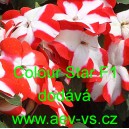 Net&yacute;kavka tureck&aacute;, sult&aacute;nsk&aacute;, ančička, sult&aacute;nka nebo i piln&aacute; l&iacute;zinka Colour Star F1