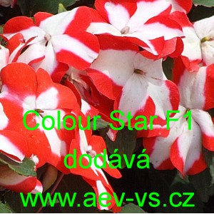 Net&yacute;kavka tureck&aacute;, sult&aacute;nsk&aacute;, ančička, sult&aacute;nka nebo i piln&aacute; l&iacute;zinka Accent Premium F1 Mix