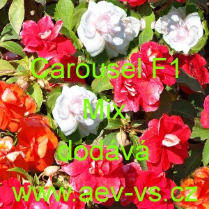 Net&yacute;kavka tureck&aacute;, sult&aacute;nsk&aacute;, ančička, sult&aacute;nka nebo i piln&aacute; l&iacute;zinka Carousel F1 Mix