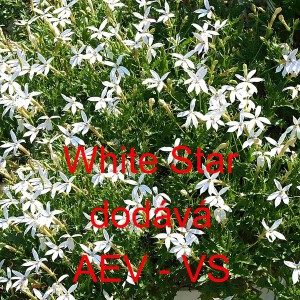 Poskok zimn&iacute; White Star