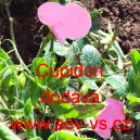 Hrachor vonn&yacute; Cupidon