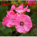 Sl&eacute;zovec tř&iacute;měs&iacute;čn&iacute; Silver Cup Mischung