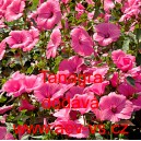 Sl&eacute;zovec tř&iacute;měs&iacute;čn&iacute; Tanagra