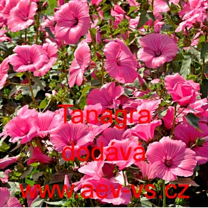 Sl&eacute;zovec tř&iacute;měs&iacute;čn&iacute; Tanagra