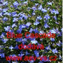 Lobelka drobn&aacute; převisl&aacute; Blue Cascade