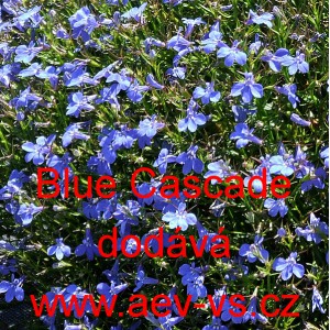 Lobelka drobn&aacute; převisl&aacute; Blue Cascade