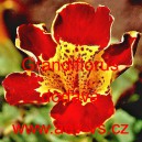 Kejkl&iacute;řka žlut&aacute; Grandiflorus