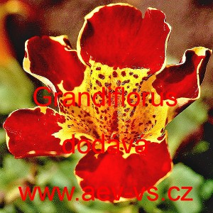 Kejkl&iacute;řka žlut&aacute; Grandiflorus
