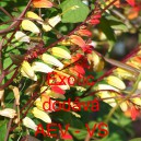 Kvamoklit laločnat&yacute;, pov&iacute;jnice Exotic