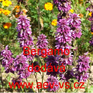 Zavinutka citronov&aacute;, mexick&aacute; citronov&aacute; m&aacute;ta Bergamo