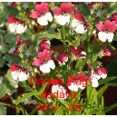 Hled&iacute;kovka zduřel&aacute; Danish Flag