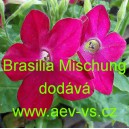 Tab&aacute;k Sandeřin, Sanderův Brasilia Mischung