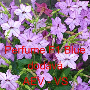 Tab&aacute;k Sandeřin, Sanderův Perfume F1 Blue