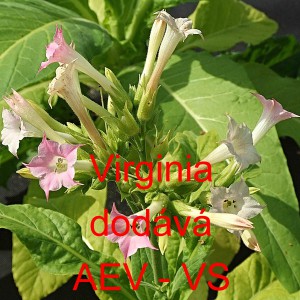 Tab&aacute;k virginsk&yacute;, viržinsk&yacute; Virginia