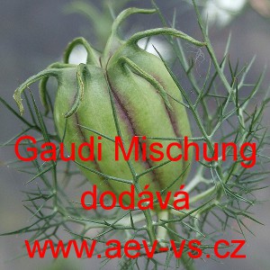 Černucha dama&scaron;sk&aacute; Gaudi Mischung