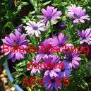 Tvrdosemen&iacute;k kapsk&yacute;, osteospermum Balade Mischung