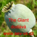 M&aacute;k set&yacute; The Giant