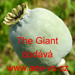 M&aacute;k set&yacute; The Giant