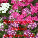 Plamenka Drummondova, flox letn&iacute; Sternenzauber