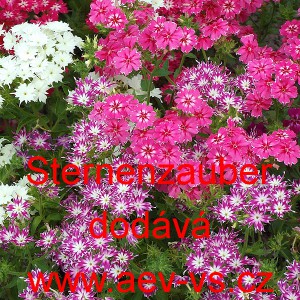 Plamenka Drummondova, flox letn&iacute; Sternenzauber Mix