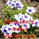 Plamenka Drummondova, flox letn&iacute; Ethnie Mix F2