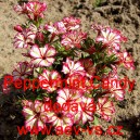 Plamenka zkř&iacute;žen&aacute;, flox letn&iacute; Peppermint Candy