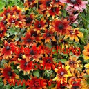 Třapatka srstnat&aacute; mini Toto Mischung