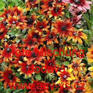 Třapatka srstnat&aacute; Mini Toto Mischung