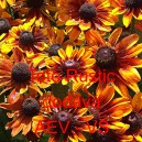 Třapatka srstnat&aacute; mini Toto Rustic