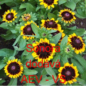 Třapatka srstnat&aacute; Sonora